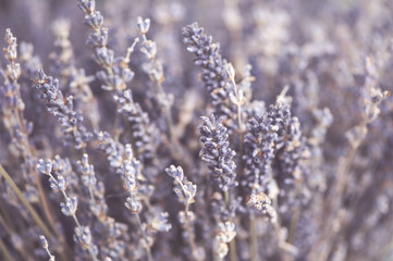Delicate floral background close-up, lavender flowers toned photo
