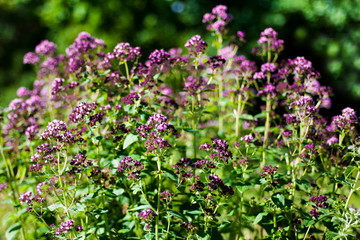 Obraz premium Fresh herbs and flowers oregano in the garden