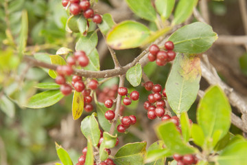 paesaggio e natura dell'isola del Giglio Grosseto Italia