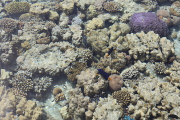 Naklejka na ściany i meble coral in the sea