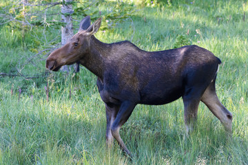 Shiras Moose in the Rocky Mountains of Colorado
