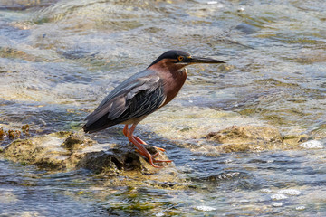 Purple Heron at Bathsheba, Barbados