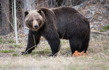 Grizzly bear in the spring