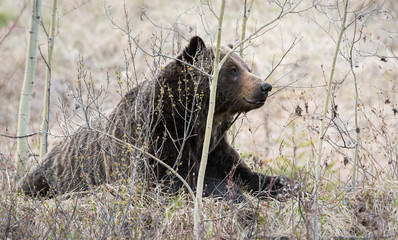 Grizzly bear in the spring