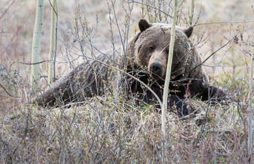 Grizzly bear in the spring