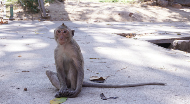 Monkey's life in one day