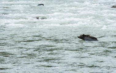 Obraz premium Grizzly bear in the spring