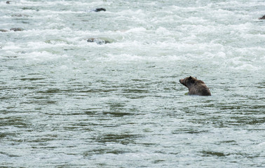 Fototapeta premium Grizzly bear in the spring