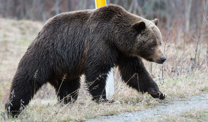 Fototapeta na wymiar Grizzly bear in the spring