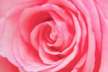 Pink roses blurred with blurred pattern background.