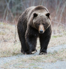 Plakat Grizzly bear in the spring