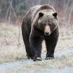 Obraz na płótnie Canvas Grizzly bear in the spring