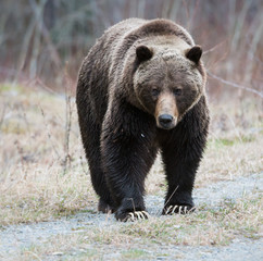 Grizzly bear in the spring