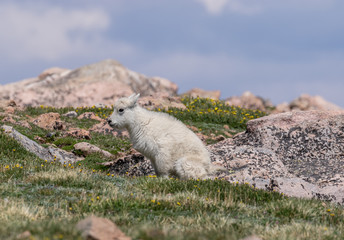 Cute Mountain Goat Kid in Colorado in Summer