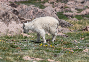 Cute Mountain Goat Kid in Colorado in Summer