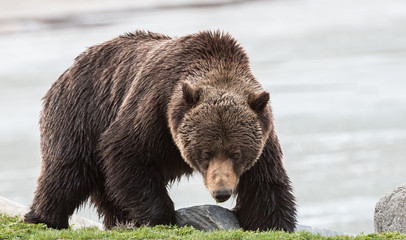 Grizzly bear in the spring