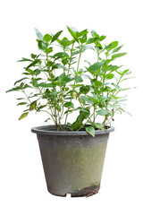 Sweet Basil or Thyme in pot is a Thailand vegetable and herb isolated on white background.