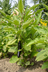 Bush with ripe eggplant close-up in the garden. In natural conditions in summer
