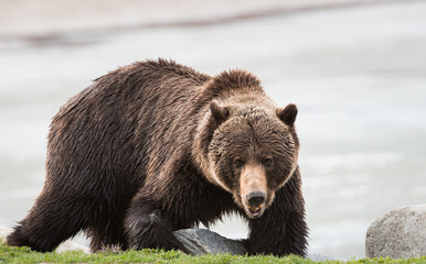 Grizzly bear in the spring