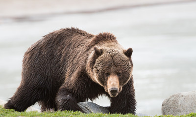 Grizzly bear in the spring