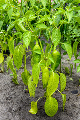 Bush with green bell pepper close-up in the garden. Under natural conditions