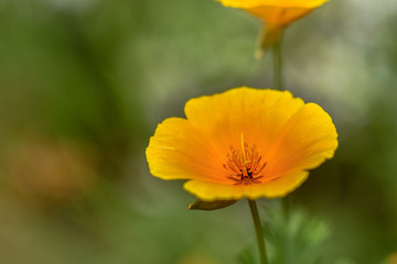 Field flower with yellow petals close-up, macro. In natural environment in summer