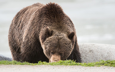 Grizzly bear in the spring