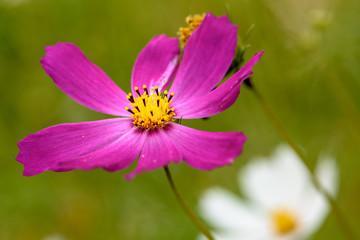 Field flower with pink petals close-up, macro. In natural environment in summer
