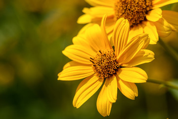 Field flower with yellow petals close-up, macro. In natural environment in summer