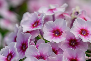 White-pink wildflowers close-up in the natural environment