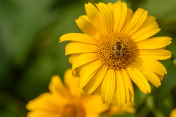 Bee collecting pollen on yellow flower, closeup