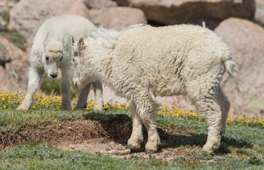 Obraz na płótnie Canvas Cute Mountain Goat Kid in Colorado in Summer