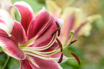 Lily flower closeup in natural environment. Macrophotography