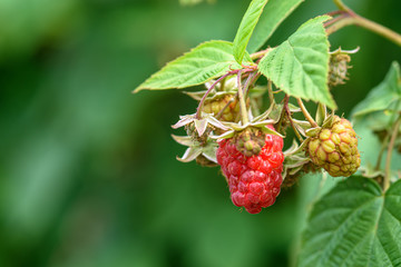 raspberry berries on a branch with green leaves close-up
