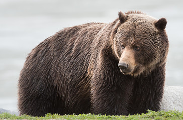 Grizzly bear in the spring
