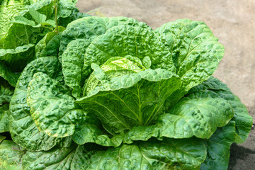 ripe cabbage in the garden in the garden close-up in the open air
