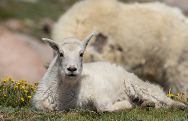 Cute Mountain Goat Kid in Colorado in Summer