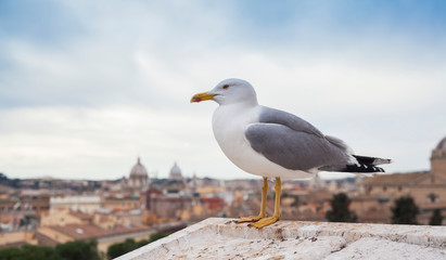 seagull bird on roof of building. Rome, Italy