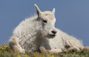 Cute Mountain Goat Kid in Colorado in Summer