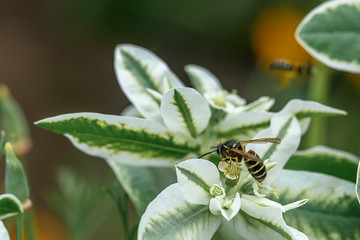 Wild wasp sits on a flower, collects pollen, macro. Summer in a natural environment