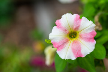 focus on a  glowing blossom