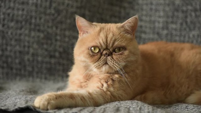 Cute Domestic Exotic Shorthair Cat Laying On Grey Bed With Grumpy Face