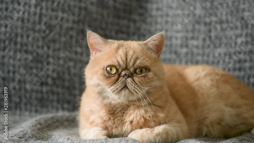 Cute Domestic Exotic Shorthair Cat Laying On Grey Bed With Grumpy