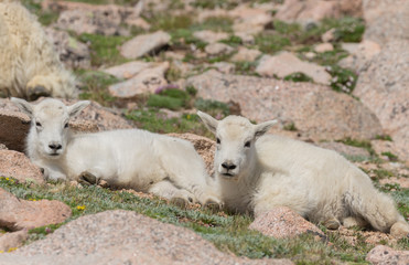 Cute Mountain Goat Kid in Colorado in Summer