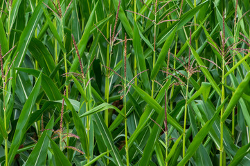 close-up of sweet corn field in Saxony Germany
