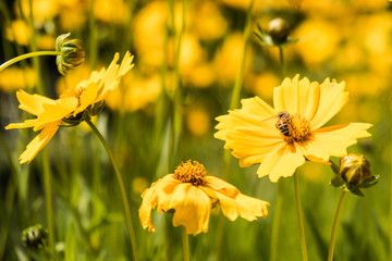Fleurs
