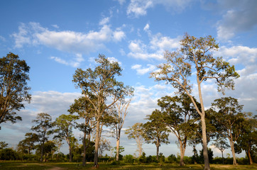 Tropische B&auml;ume und Pflanzen in S&uuml;dostasien