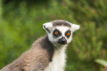 Obraz premium Lémurien