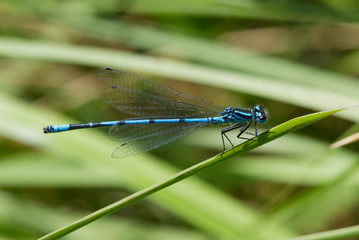 Azure Damselfly eating on a reed stem. 