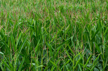 close-up of sweet corn field in Saxony Germany